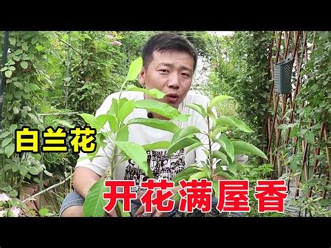 琬字五行 白玉蘭花種植禁忌